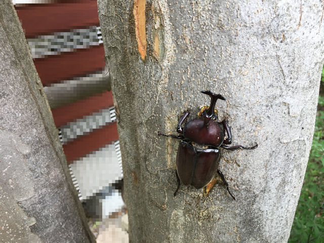 シマトネリコに集まったカブトムシ