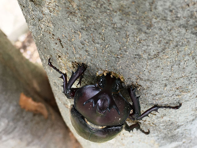 シマトネリコに集まったカブトムシ