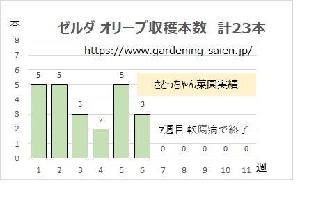 ズッキーニ立体栽培 ゼルダ オリーブ 収穫本数