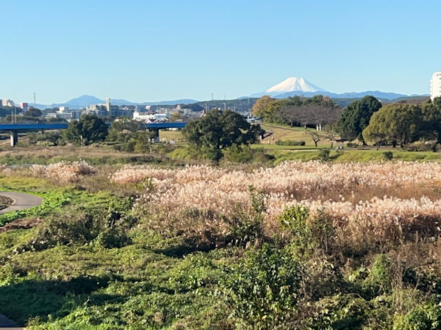 河原からススキと富士山の眺め