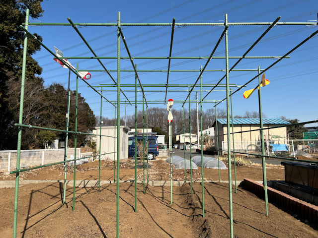 空飛ぶミニカボチャ　空中栽培　棚自作