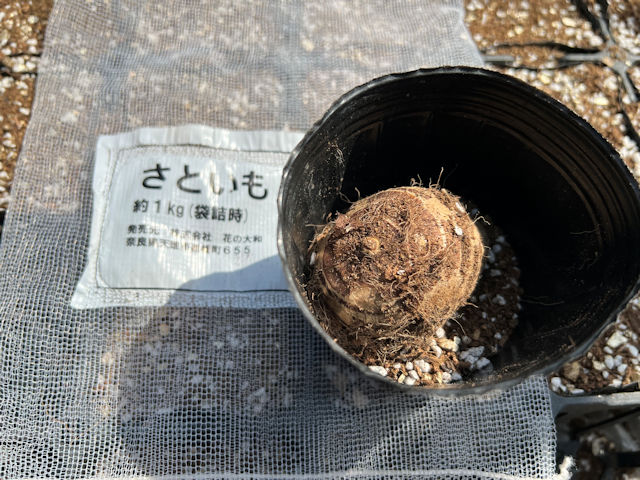 サトイモ・里芋　土垂の芽出し