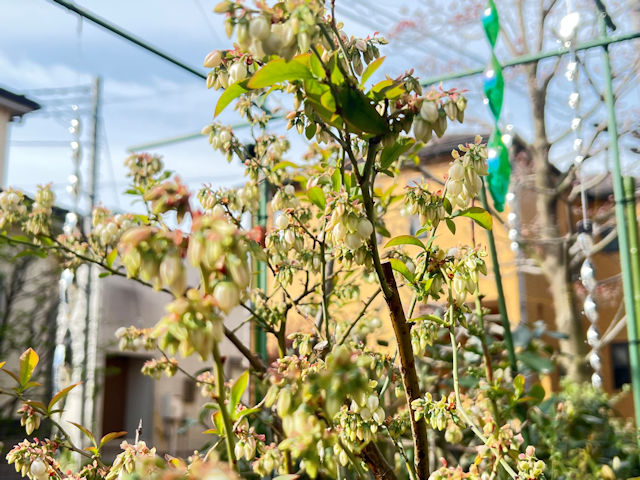 ブルーベリー野鳥対策　開花