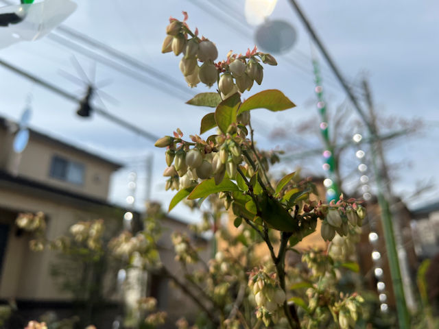 ブルーベリー野鳥対策　開花