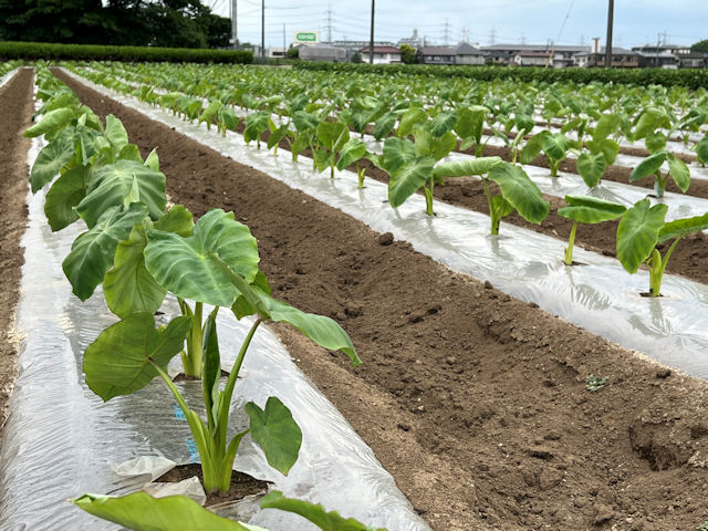 サトイモ農家　プロの植え付けと栽培方法