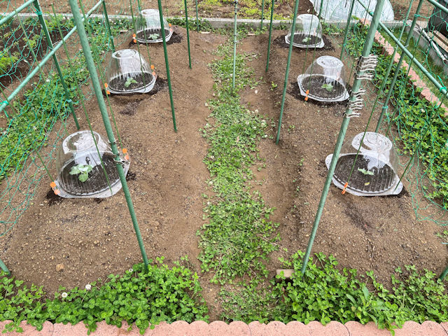 菜園の雑草対策 緑肥 クローバー