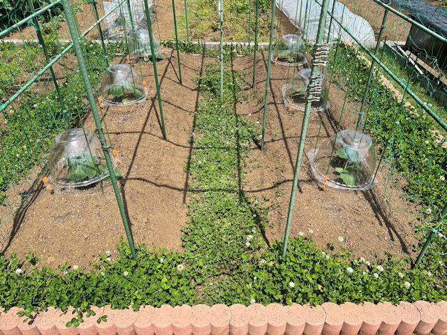 菜園の雑草対策 緑肥 クローバー
