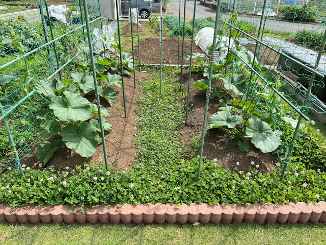 菜園の雑草対策 緑肥 クローバー