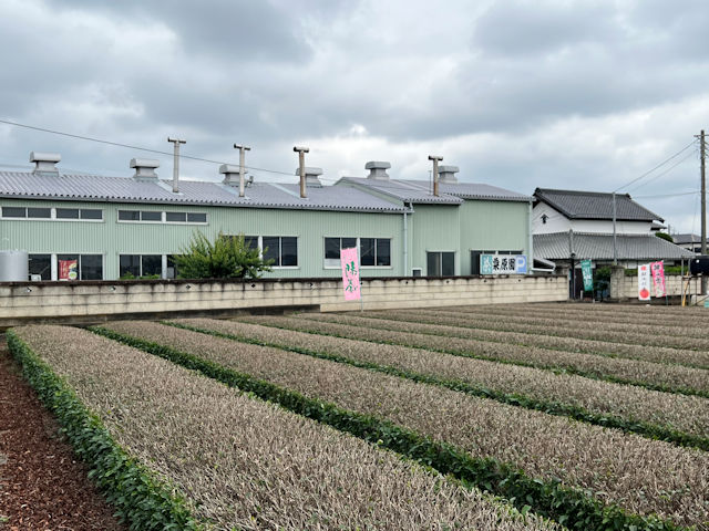 埼玉県狭山市　栗原園　和紅茶