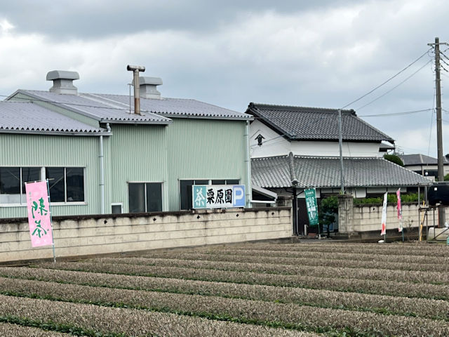 埼玉県狭山市　栗原園　和紅茶