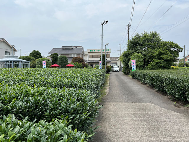 狭山市　宮野園　狭山紅茶 こころがfuwari 和紅茶