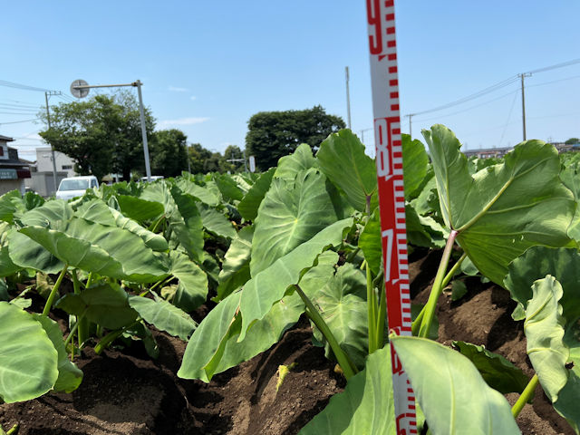 サトイモ農家　プロの植え付けと栽培方法