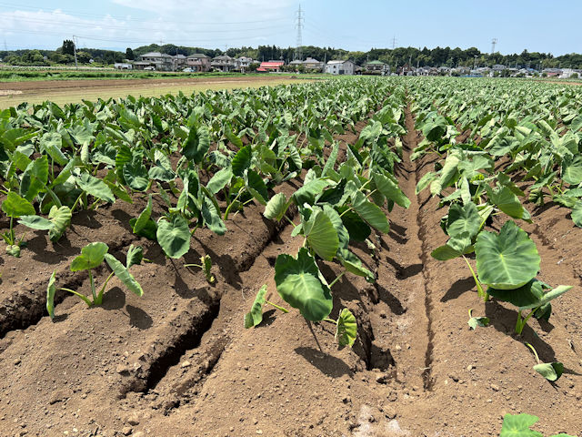 サトイモ農家　プロの植え付けと栽培方法