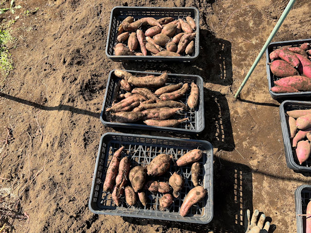 安納芋・シルクスイート　サツマイモ栽培と収穫