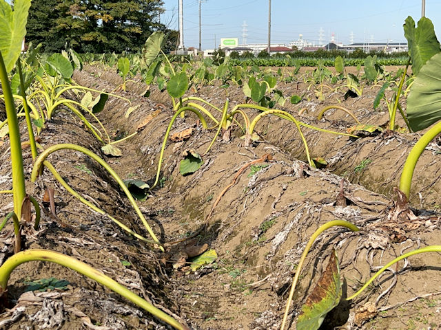 サトイモ農家　プロの植え付けと栽培方法