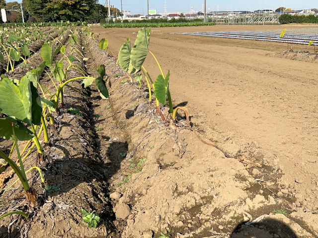 サトイモ農家　プロの植え付けと栽培方法