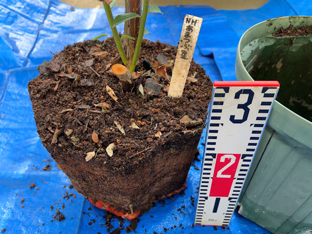 ブルーベリーの植え替え・栽培・育て方