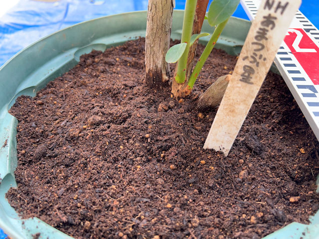 ブルーベリーの植え替え・栽培・育て方