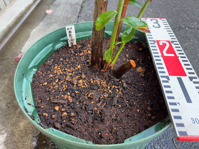 ブルーベリーの植え替え・栽培・育て方