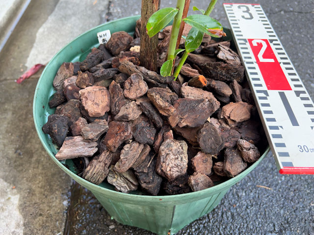 ブルーベリーの植え替え・栽培・育て方