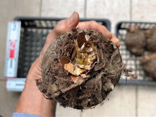 サトイモの親芋を種芋で使うための保管方法