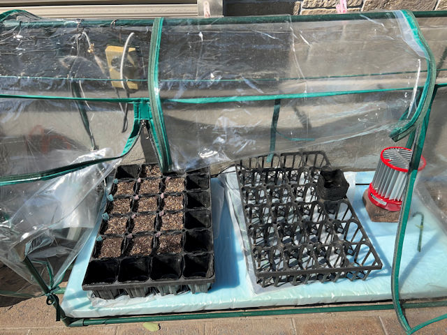 ズッキーニ・ミニカボチャの種まき 加温保温できるビニール温室
