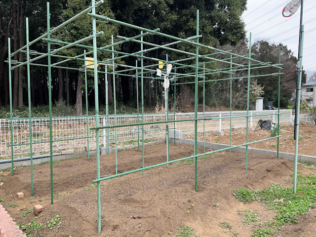 空飛ぶカボチャ空中栽培　園芸支柱で棚自作