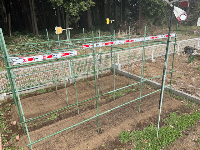 空飛ぶカボチャ空中栽培　園芸支柱で棚自作