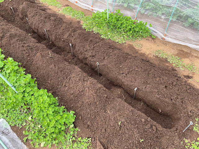 サトイモ 里芋の種芋は親芋 加温して芽出し後に定植