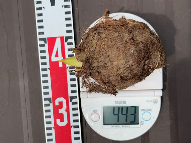 サトイモ 里芋の種芋は親芋 加温して芽出し後に定植