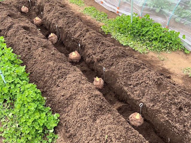 サトイモ 里芋の種芋は親芋 加温して芽出し後に定植