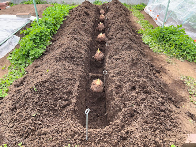 サトイモ 里芋の種芋は親芋 加温して芽出し後に定植