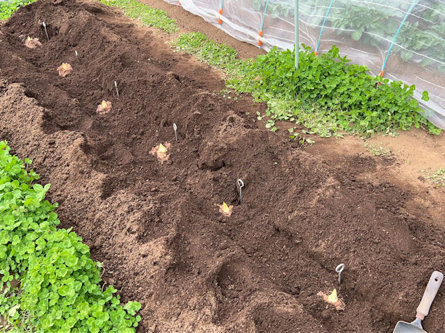 サトイモ 里芋の種芋は親芋 加温して芽出し後に定植