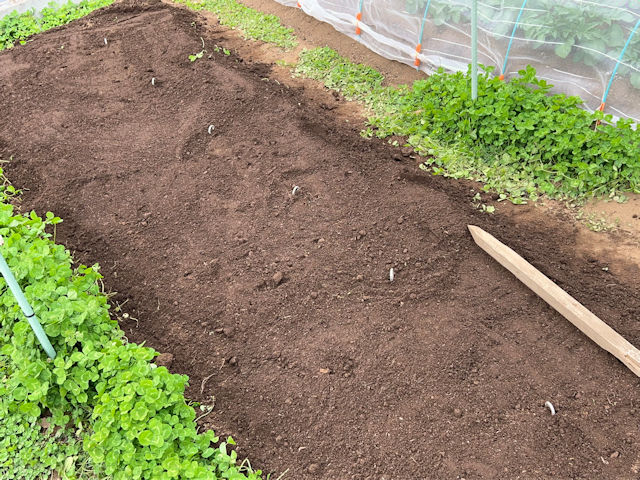 サトイモ 里芋の種芋は親芋 加温して芽出し後に定植