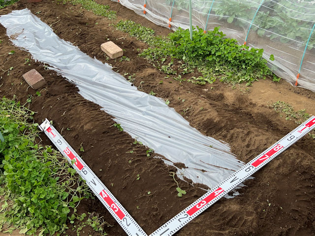 サトイモ 里芋の種芋は親芋 加温して芽出し後に定植