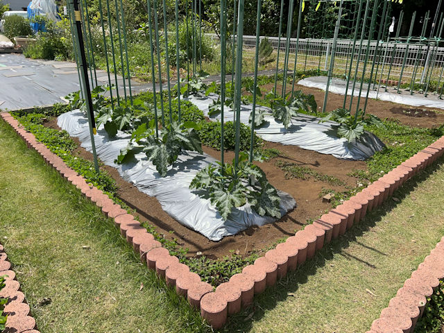 ズッキーニ立体栽培の苗定植後20日