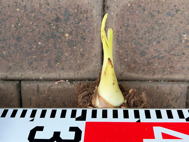 サトイモ 里芋の種芋は親芋 加温して芽出し