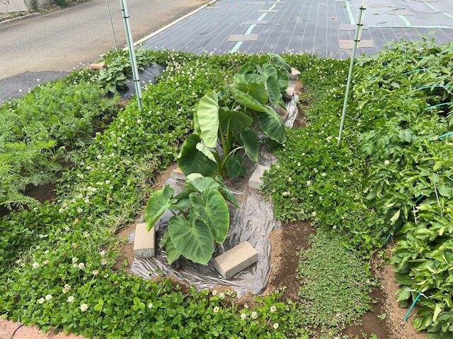 サトイモ 里芋の種芋は親芋