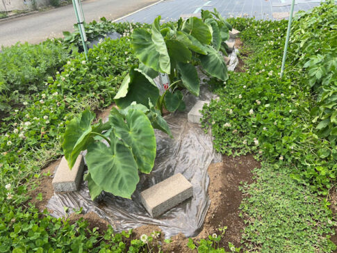 サトイモ 里芋の種芋は親芋