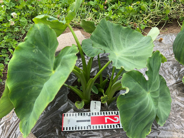 サトイモ 里芋の種芋は親芋