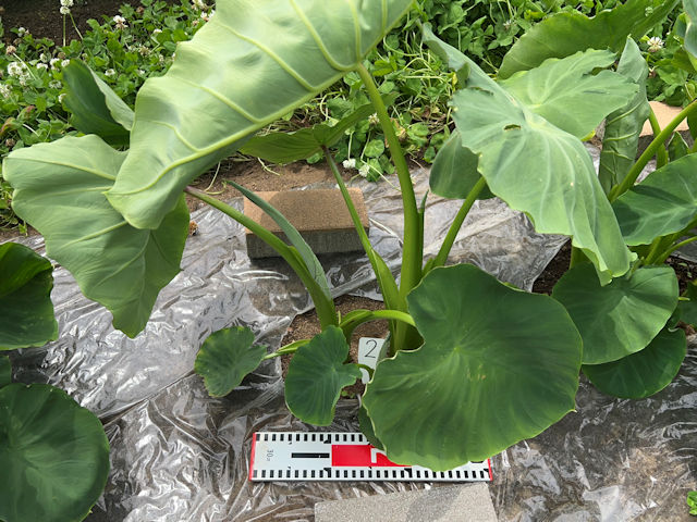 サトイモ 里芋の種芋は親芋