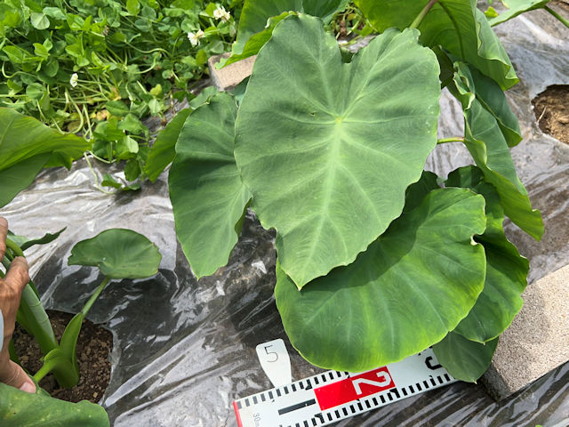 サトイモ 里芋の種芋は親芋