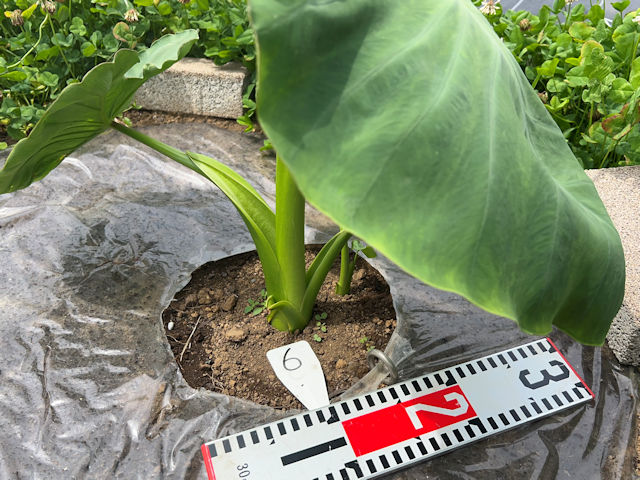 サトイモ 里芋の種芋は親芋