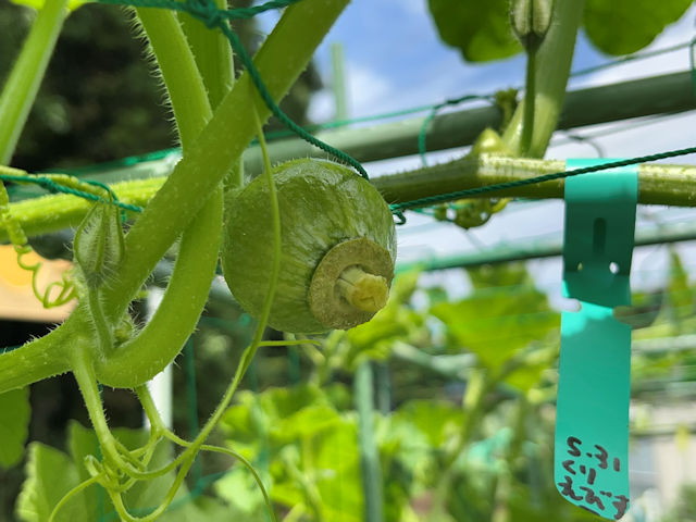 カボチャ空中栽培 栗えびす