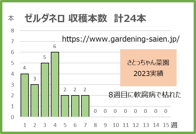 ゼルダネロ2023ズッキーニ収穫本数