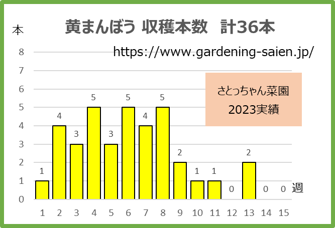黄まんぼう023ズッキーニ収穫本数
