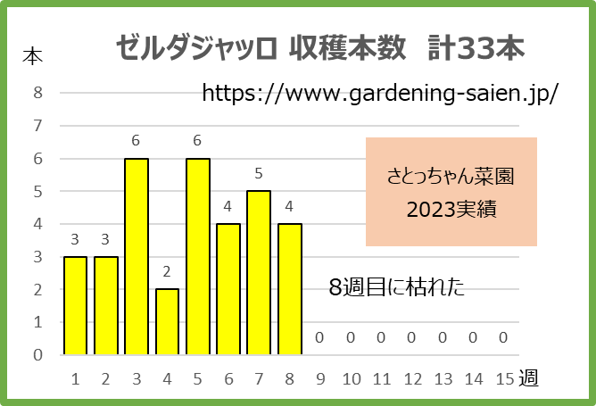 ゼルダジャッロ2023ズッキーニ収穫本数