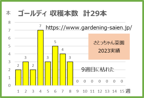 ゴールディ2023ズッキーニ収穫本数