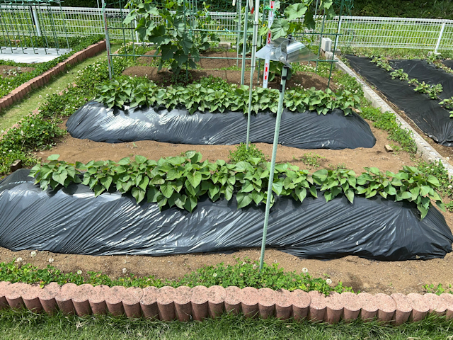 サツマイモ 紅はるか栽培 植付から収穫まで