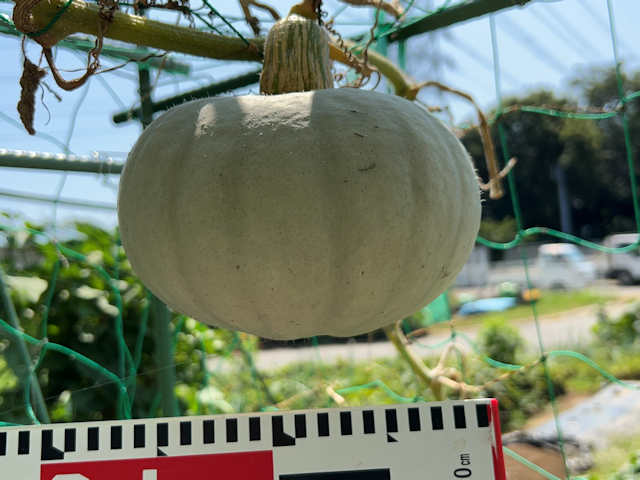 カボチャ空中栽培 夢味(ゆめみ)